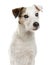 Close-up of a Parson Russel terrier