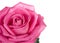 Close-up part of beautiful pink rose