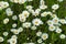 Close-up part of beautiful wild daisys flowers in the wind. Summer day after rain. Concept of seasons, ecology, green