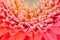 Close-up part of middle of flower pink gerbera. Blurred background with selective focus.