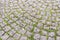 Close-up part of sidewalk, radially paved with square granite stones with grass in between.