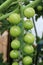 Close up of part of a truss of green tomatoes