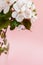 Close-up part of wet twig of pink apple tree standing in glass vase on pale pink background.