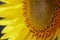 A close-up of a part of a yellow sunflower creates an abstract background. Macro photo