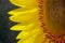 A close-up of a part of a yellow sunflower creates an abstract background. Macro photo