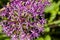 Close-up Partial Photo of Purple Allium Blossom