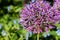 Close-up Partial Photo of Purple Allium Blossom