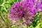 Close-up Partial Photo of Purple Allium Blossom