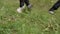 Close-up partial view of horse walking on green meadow