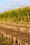 Close-up partially harvested silage maize