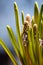 Close up of a partly blooming grape hyacinth