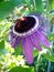 Close up Passiflora Caerulea - Passion Flower