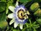 Close-up of a passiflora flower