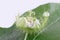 Close up a Passiflora foetida .