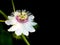 Close up a Passiflora foetida L. flower on black background