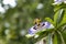 A close up of the passion flower, a special flower that blooms for a few days.