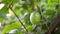 Close-up a passion fruit hanging on the chain