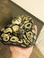 Close up of pastel ghost ball python snake being held