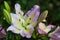 Close-up of pastel multicolor liy flowers in the summer garden after the rain