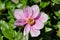 Close-up of pastel rosa peony paeony flower in the spring garden