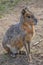 Close Up Of A Patagonian Mara At Artis Zoo Amsterdam The Netherlands