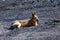 Close up of a patagonian mara or Dolichotis patagonum