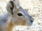 Close up with Patagonian Mare Dolichotis patagonum