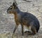 Close up with Patagonian Mare Dolichotis patagonum