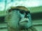 Close-up of a Patas Monkey at the Topeka Zoo