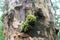 Close Up of a Patch of Moss Growing on a Tree Trunk in Ko`olau Forest Reserve in Maui, Hawaii