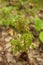 Close up of a Patch of Poison Ivy Plants Freshly Sprouted in the Spring