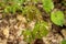 Close up of a Patch of Poison Ivy Plants Freshly Sprouted in the Spring