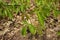 Close up of a Patch of Poison Ivy Plants Freshly Sprouted in the Spring