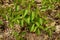 Close up of a Patch of Poison Ivy Plants Freshly Sprouted in the Spring
