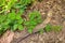 Close up of a Patch of Poison Ivy Plants on a Sunny Day with Small, Medium, and Large Plants