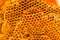 Close up pattern empty holes of wasp nest texture background. Beautiful nature of patterns from a real wasp nest.