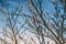 Close-up of the pattern formed by the branches of some bare trees