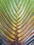 close-up pattern of leaf stalk layer of palm tree