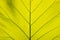 Close-up pattern, light green leaves, golden teak leaves