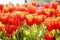 Close up patterns nature of colorful ornamental flowers red and yellow tulip field with water drops group blooming for background