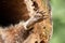 Close-up of a paw of a raccoon