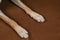 Close-up of a paws of german shepherd in on brown background