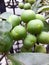 Close up pea eggplant green small