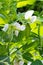 Close-up of pea plant with white flowers and several pods, Pisum sativum