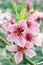 Close-up of peach blossoms blooming on branches.