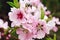 Close-up of peach blossoms blooming on branches.