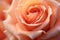 Close up of peach colored rose flower