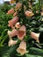 Close up of  peach foxglove flowers in a garden