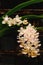 Close up of a peach Rhynchostylis orchid