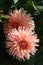 A close up of peachy-pink Dahlia flowers of the `Preference` variety, growing in a garden